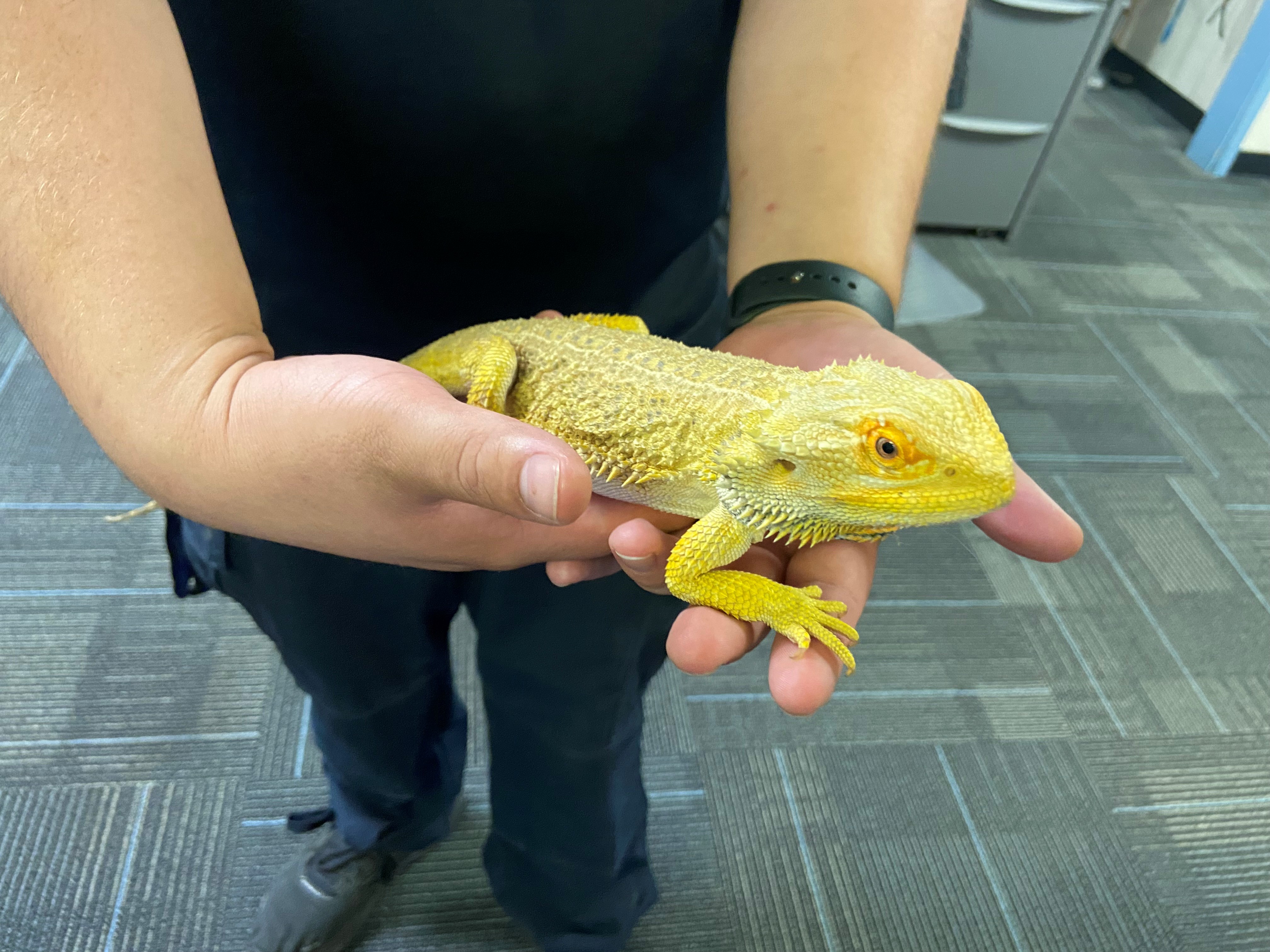 Pet